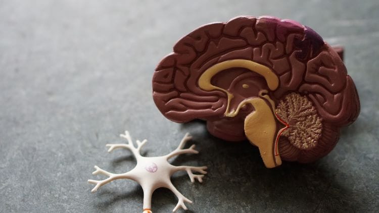 A model brain and neuron symbolising cognitive decline and alcoholism