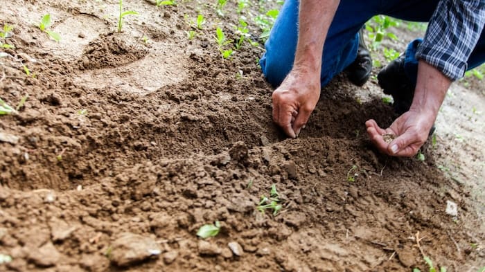 Man planting seeds during holistic therapy at a drug and alcohol rehab in Yorkshire