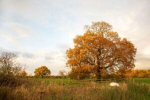 A view of trees near rehab in Cheshire