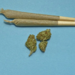 how long does cannabis stay in your system