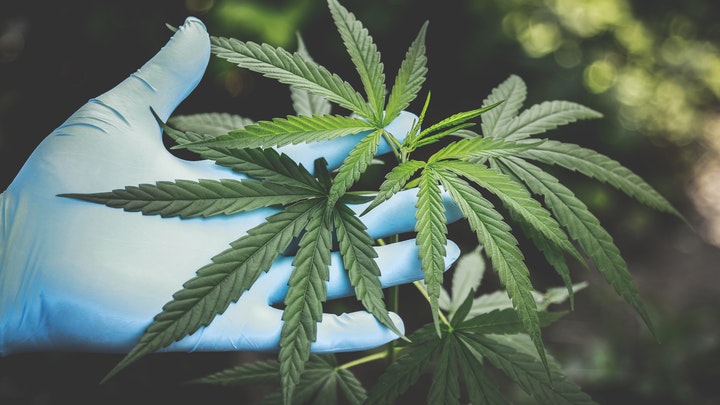 cannabis 2