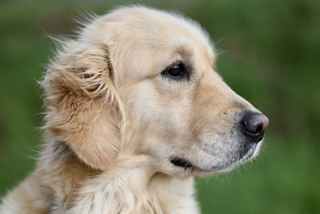 Photo of a service dog in training