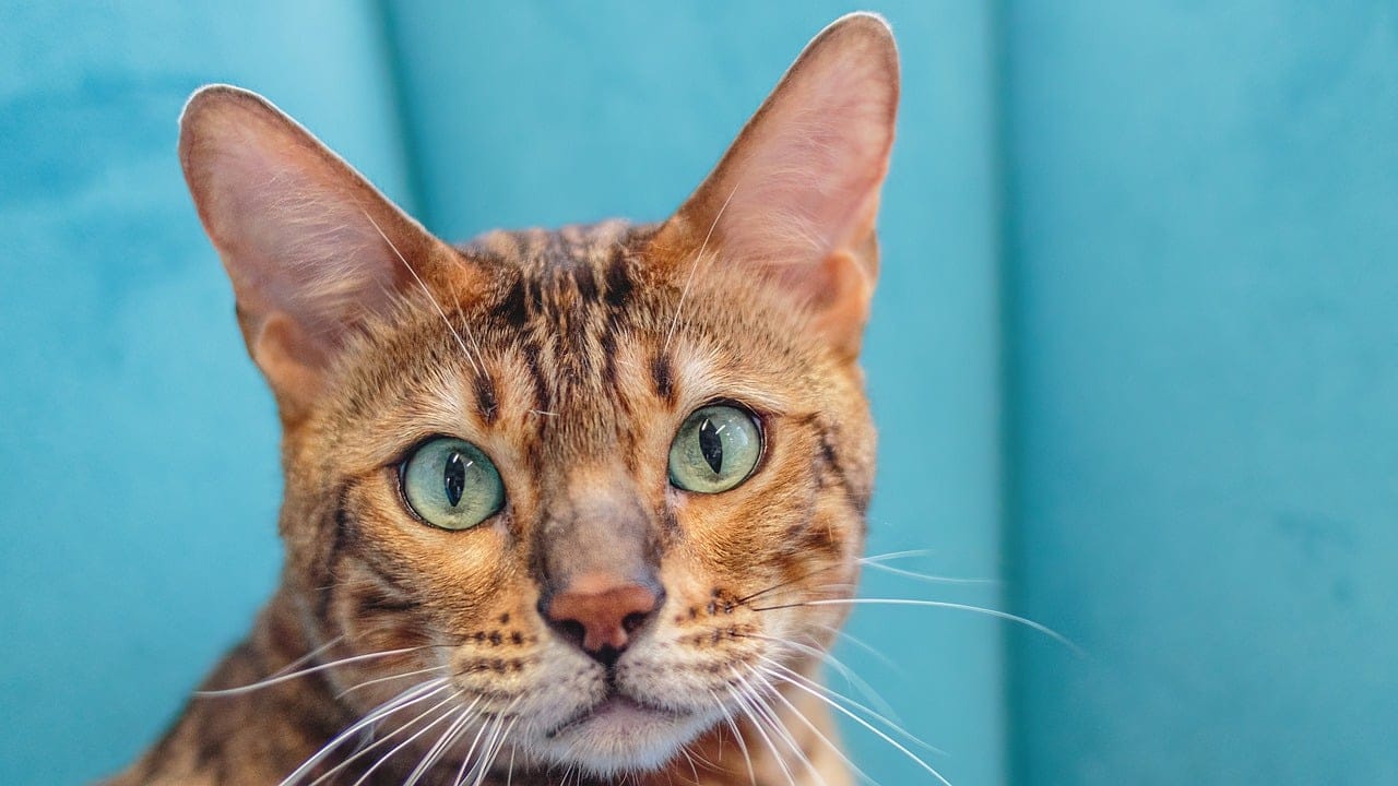 Picture of a therapy cat