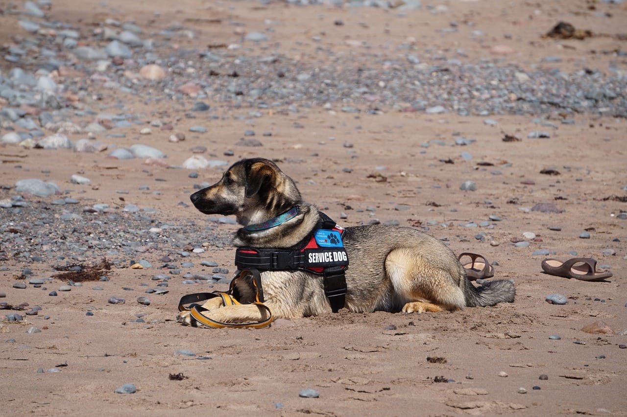 Service dog sitting patiently on a beach