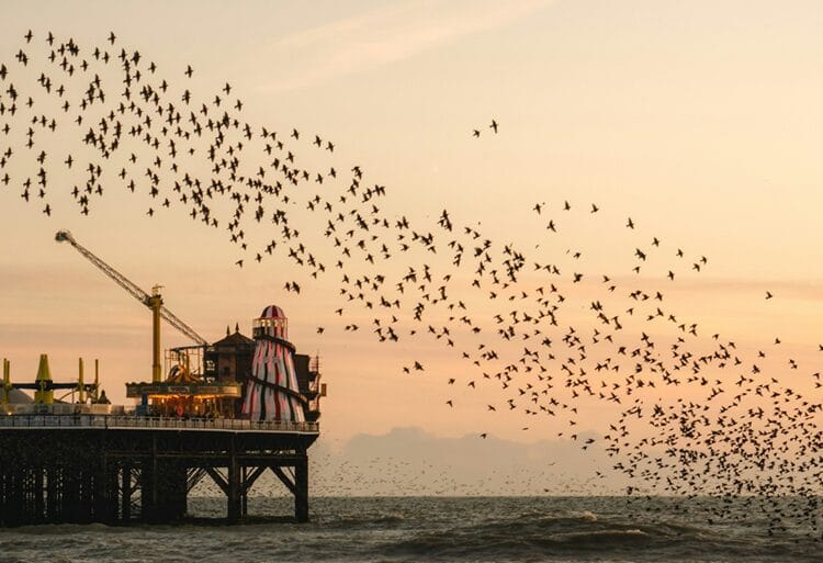A starling cloud over a pier symbolising drug rehabilitation in Cumbria