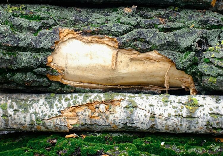 A weathered log