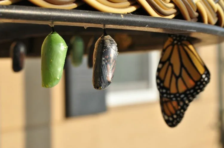 A butterfly and cocoons A butterfly and cocoons