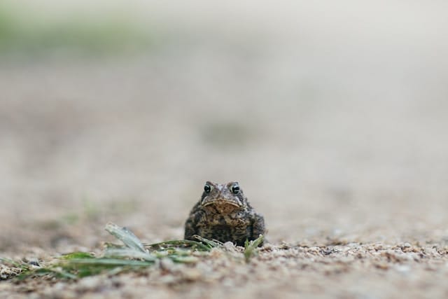 Small toad that may produce venom
