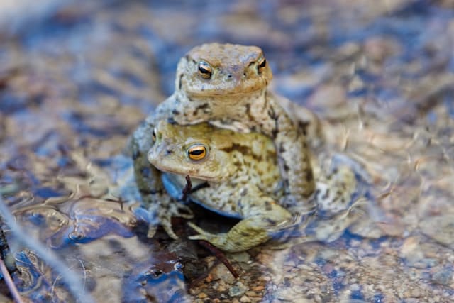 Venomous toads sitting in a pool