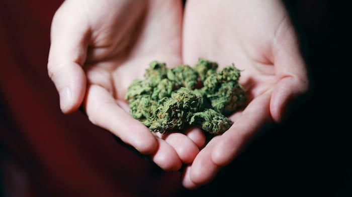 Person holding cannabis, one of the most widely used substances in the world