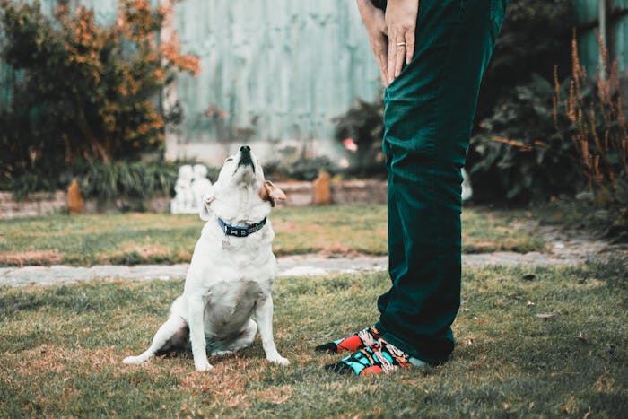 An emotional support animal