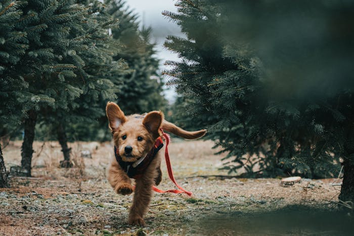 An emotional support animal