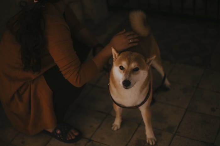 An emotional support animal